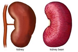 Beans - kidneys