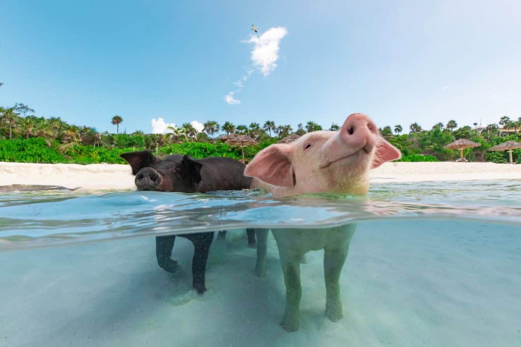 плуващите прасета на Бахамите